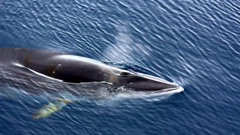 Minke Whale Found Dead in Long Beach’s Rainbow Harbor