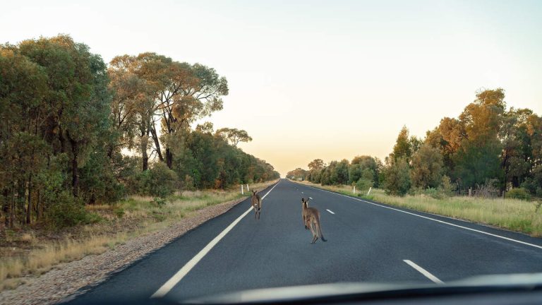 Runaway Kangaroo Causes Two Cars To Crash On Major Highway