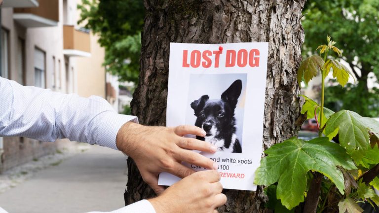 San Gabriel Humane Society Warns Of Scam Targeting Owners of Lost Pets