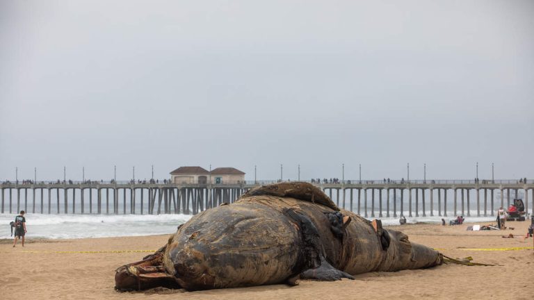 Scientists Investigating Death Of Gray Whale In Huntington Beach