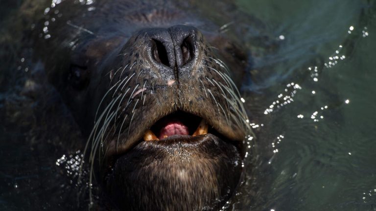 Sea Lion Attacks 15-Year-Old Girl in Southern California
