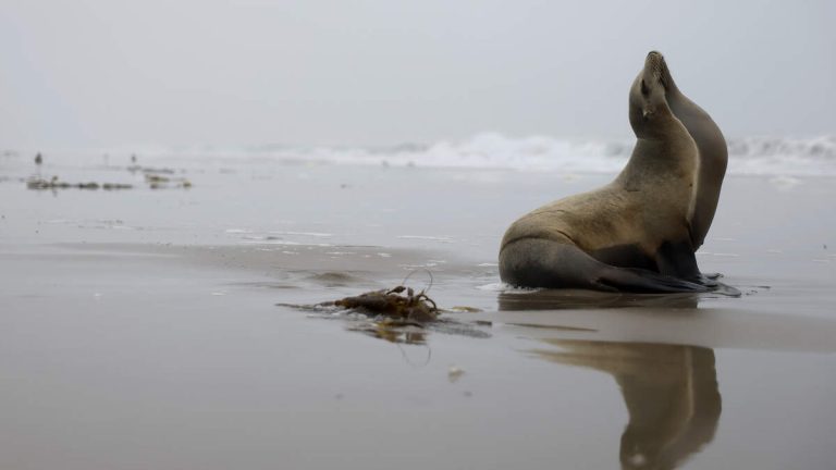 Sea Lion Chases Surfers at Newport Beach’s Wedge