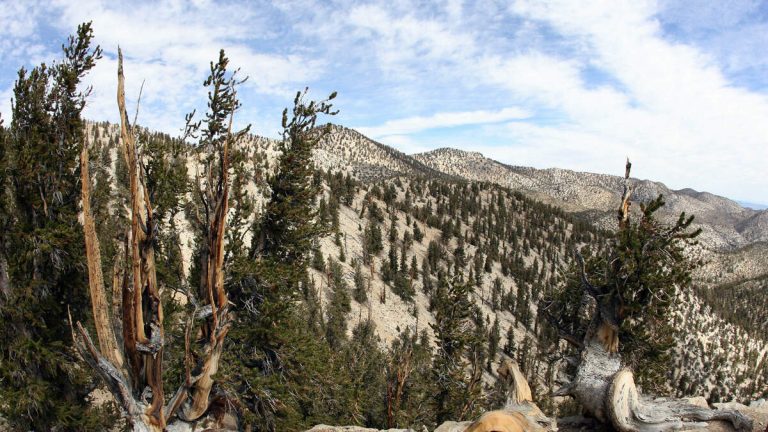 Silver Fire Threatens Ancient Trees, Crews Achieve 50% Containment