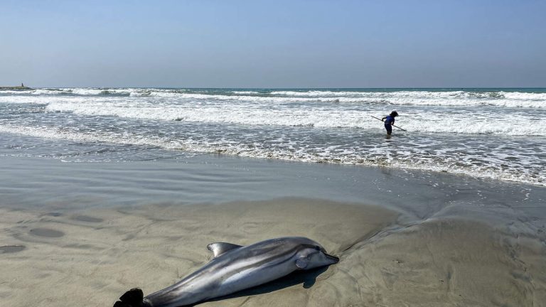 ‘Unprecedented’ Toxic Algae Bloom Still Threatening SoCal Marine Life