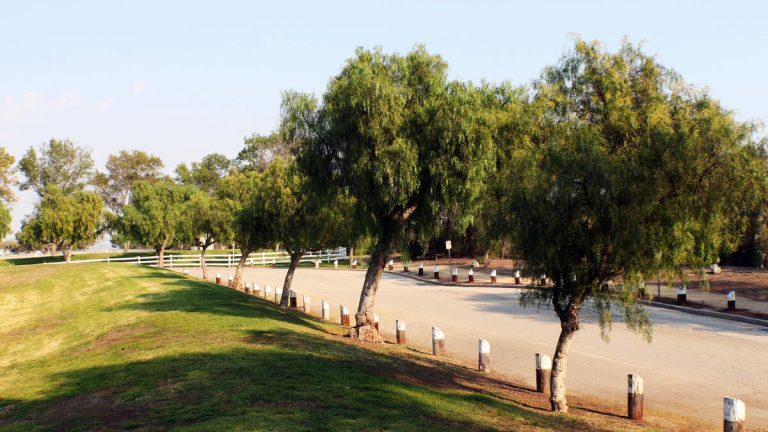 Vandals Cut Down Dozens of Trees in Downtown Los Angeles