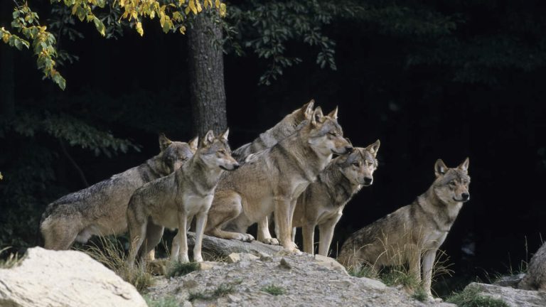 Wolves Threaten Livestock in Rural Northern California