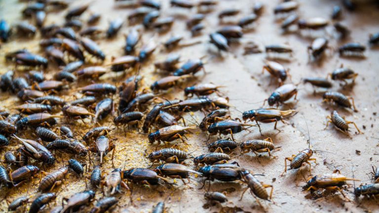 Cannibal Crickets Causing Chaos As They Invade US State
