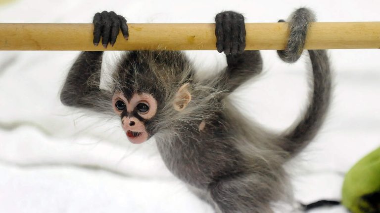 Cops Find Baby Spider Monkey, 2 Rattlesnakes During Meth Bust