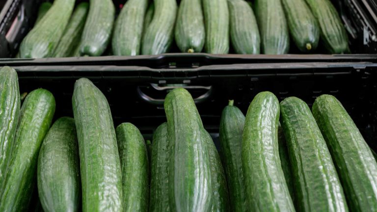 Cucumbers Recalled Due To Multistate Salmonella Outbreak That’s Sickened 26