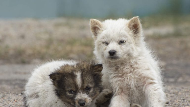 L.A. District Attorney’s Office Files Over 25 Cases Of Animal Cruelty