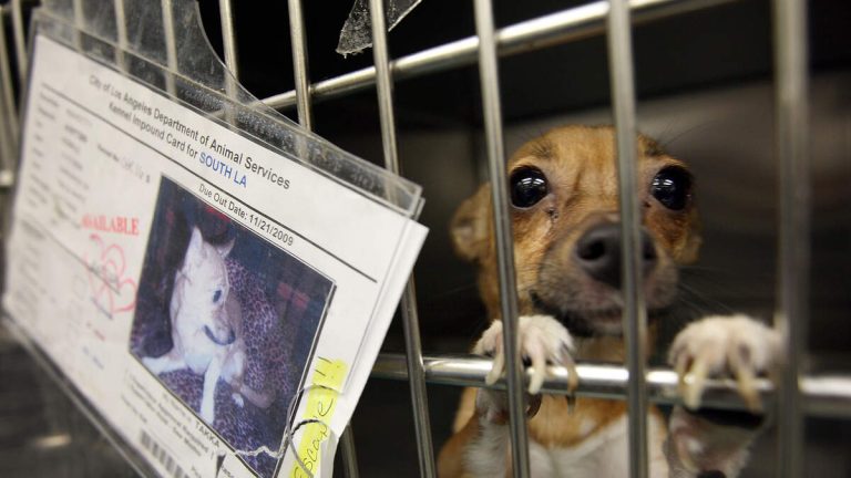 LA City Animal Shelters Face Overcrowding Crisis