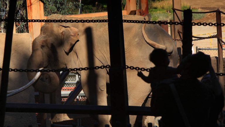 Protests Continue at LA Zoo After Elephants Relocated to Tulsa
