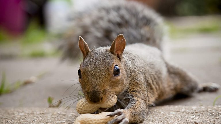 Santa Monica’s Ground Squirrels Overrun Palisades Park