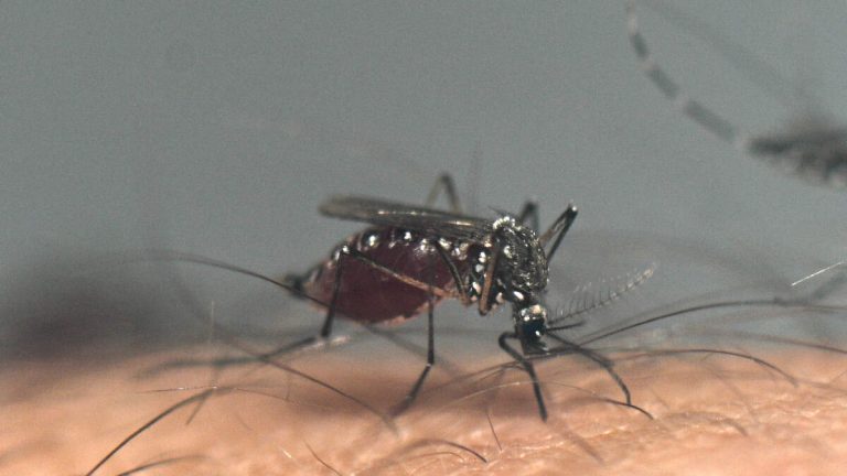 SoCal’s Mosquito Meltdown: Sterile Males Zap Dengue Threat