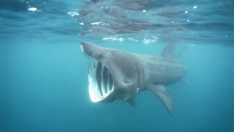 Stunning Video Shows Massive 20-Foot Shark Swimming In Pond