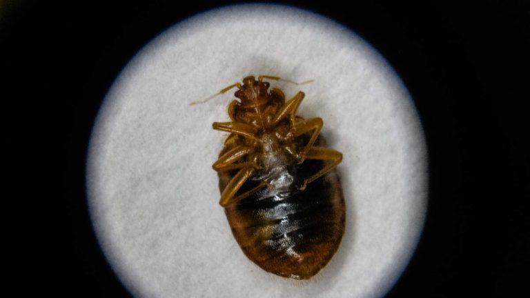California Hotel Guests Win $2M in Bed Bug Lawsuit