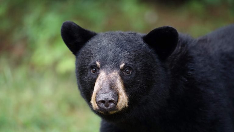 Monrovia Bear Meets Tiny Dog in Home Break-In