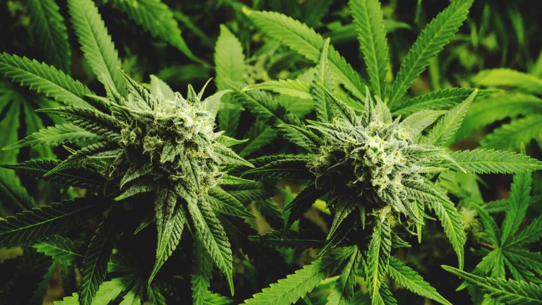 $3M Illegal Marijuana Grow Busted in Hacienda Heights