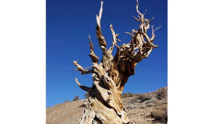 Ancient Methuselah Tree in California Predates Egyptian Pyramids