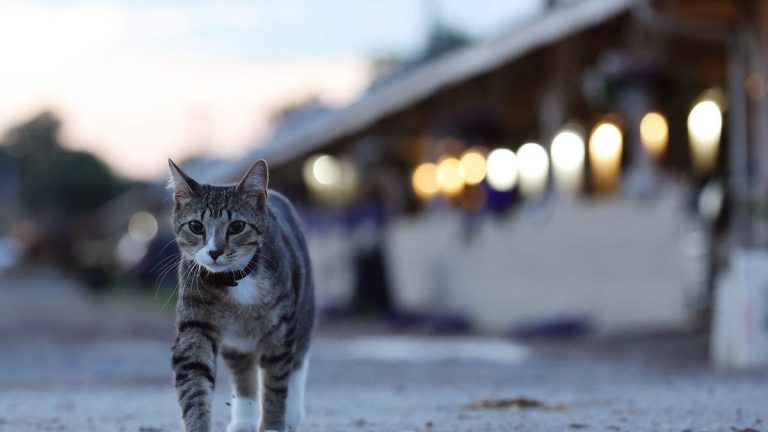 ‘Barn Cat Program’ Finds New Roles for Feral Cats