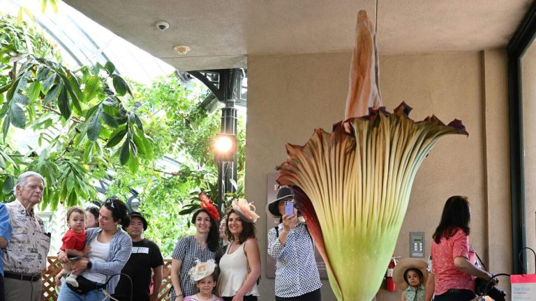Corpse Flower Preparing to Bloom at Huntington Library