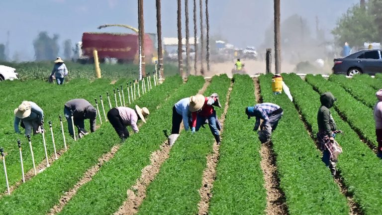Farmworkers Plan Strike Over Immigration Crackdown