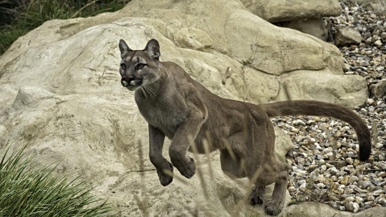 Four-Year-Old Survives Mountain Lion Attack On Popular National Park Trail