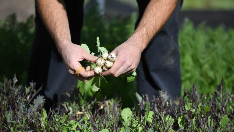 Long Beach Urban Farm Seeks Help After Arson Fire