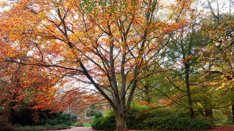 Old Farmer’s Almanac Releases 2025 Fall Weather Predictions