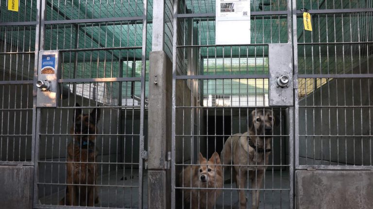 Pasadena Humane Waives Adoption Fees to Ease Shelter Crowding