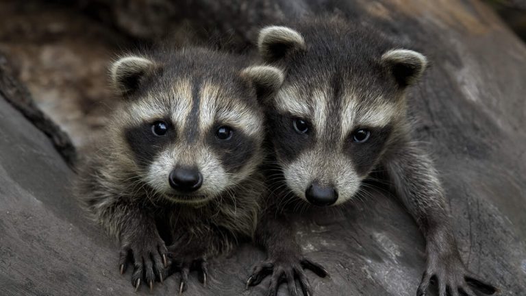 Pasadena Wildlife Center Faces Closure for Luxury Apartments
