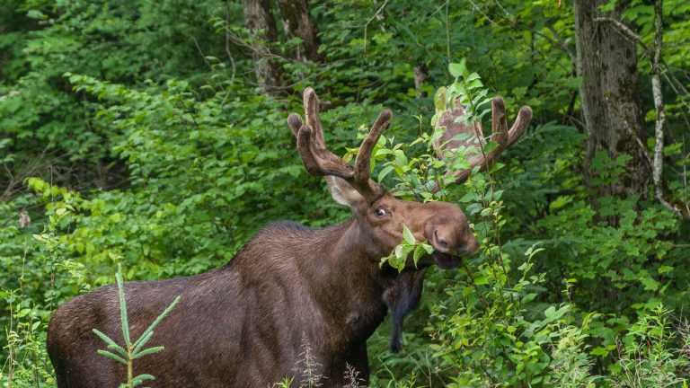 Popular Hiking Trail Remains Closed Due To ‘Unusual Behavior’ By A Moose