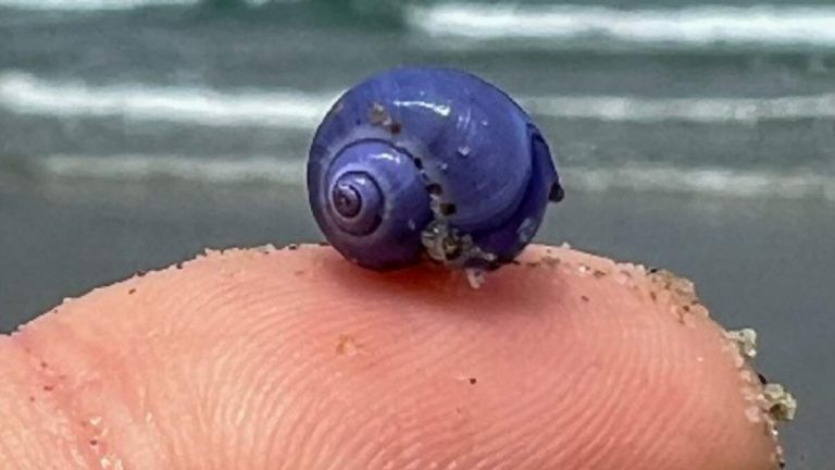 Rare Purple Sea Snails Found on San Diego Beach