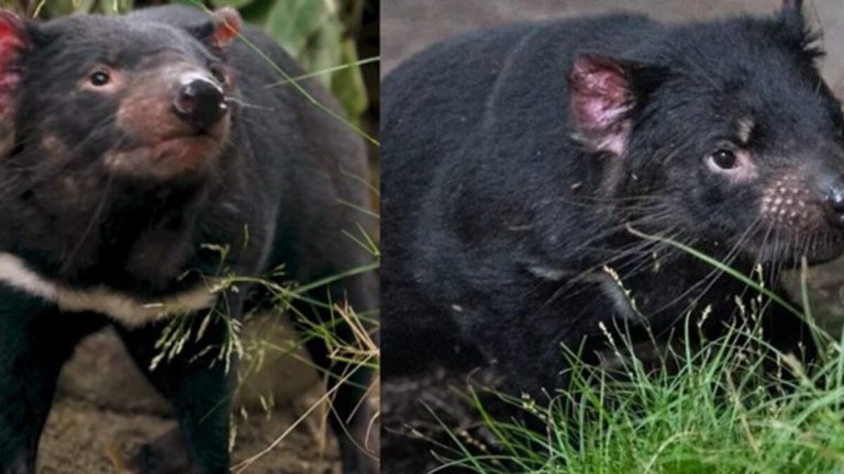 Tasmanian Devils Flotsam and Jetsam Arrive at San Diego Zoo