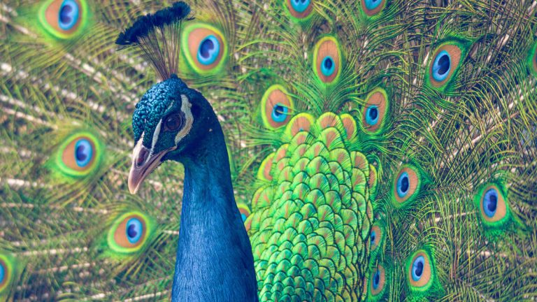 The Case Of The Missing Peacocks: 37 Missing from Historic California Hotel