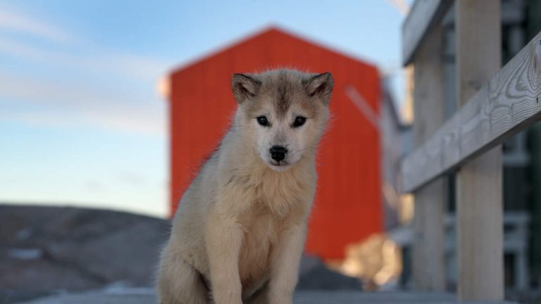 Vogue Launches Dogue Contest: How Your Pup Can Become a Digital Cover Star