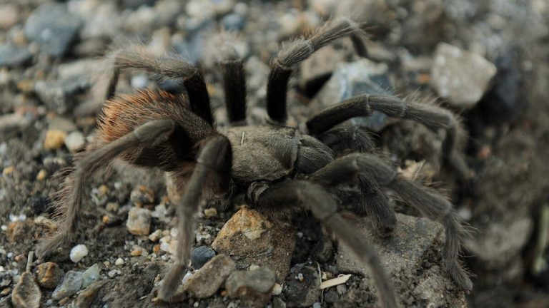 Watch Where You Step! Tarantulas on the Move in Southern California
