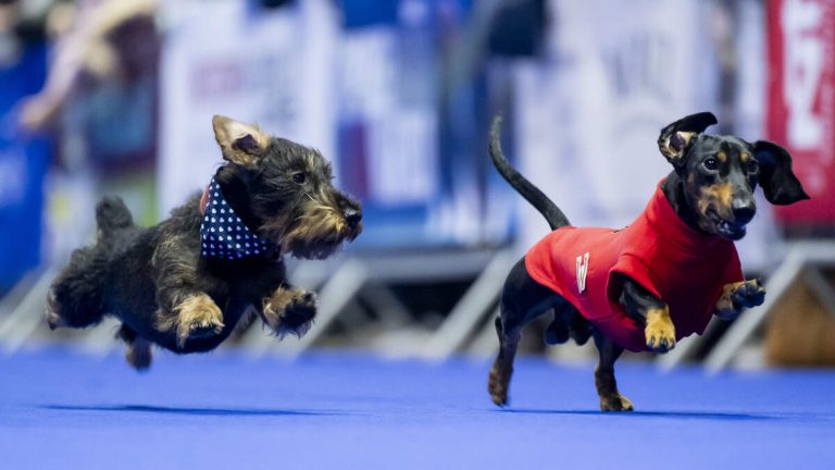 Wiener Nationals Return to Los Alamitos Race Course