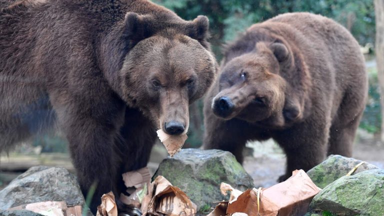 Yellowstone Euthanizes Two Bears Due to Human Interaction
