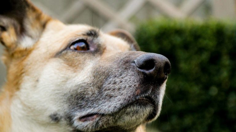 Abandoned Dogs in Watts Park Worry Residents