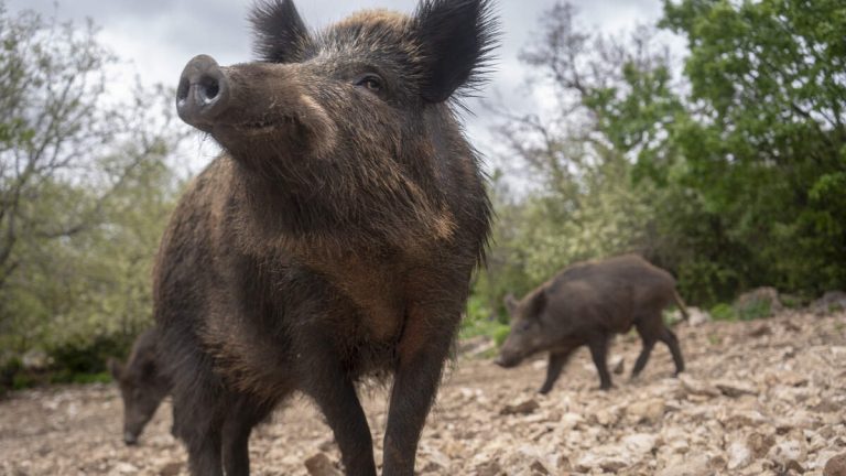 Blue Meat in California Wild Pigs Raises Concerns