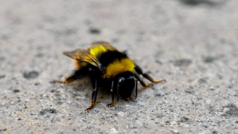 Bumblebee May Halt Verdugo Mountains Housing Project