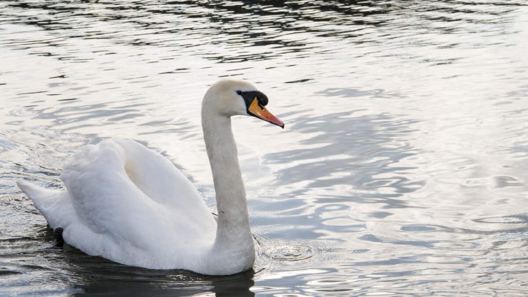 California Considers Hunting to Control Invasive Mute Swans