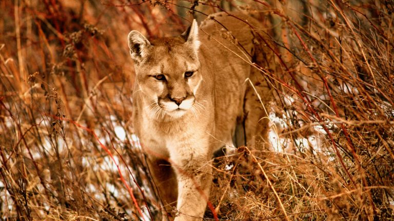 Camper’s Close Encounter with Mountain Lion in Malibu