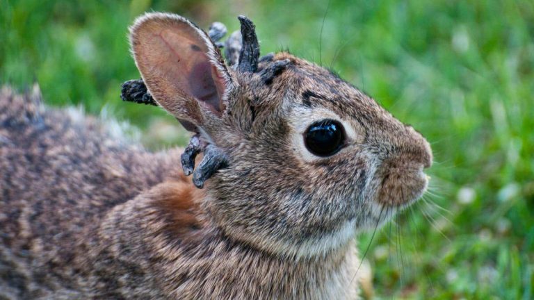 ‘Frankenstein Bunnies’ With ‘Horns’ Spotted Around Colorado