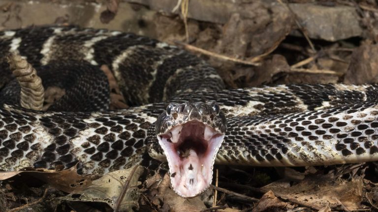 Hiker Dies After Getting Bitten By Venomous Rattlesnake He Picked Up