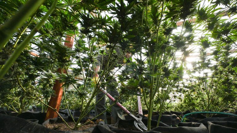 Illegal Marijuana Farm in Sequoia National Park Dismantled