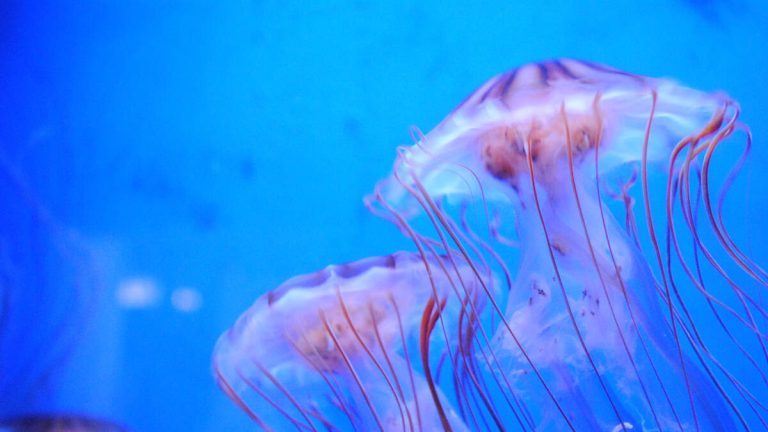 Jellyfish Infestation Forces Nuclear Plant To Shut Down