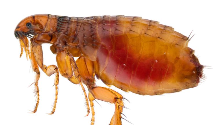Long Beach Faces Surge in Flea-Borne Typhus Cases