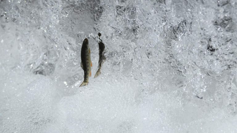 New Bridge to Aid Trout, Trails in San Juan Capistrano